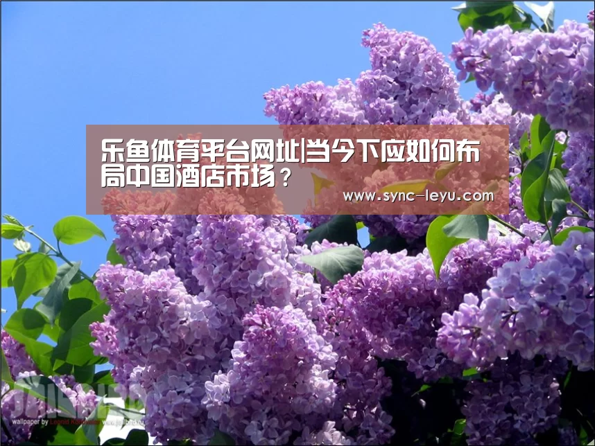 乐鱼体育平台网址|当今下应如何布局中国酒店市场?(图4) 乐鱼app手机版下载